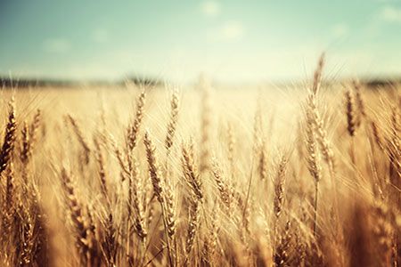 Mosaic announces agreement with BioConsortia for nitrogen-fixing microbial products