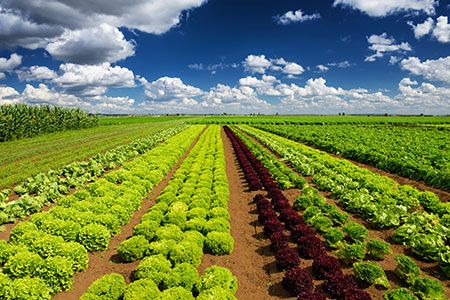 ICL develops diagnostics tool to help farmers maximise yield