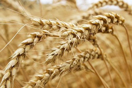 global fertilizer demand set to see little growth