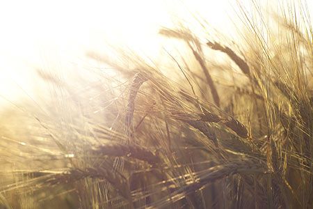 Feeding Europe's Future: Part 2